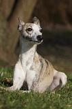 WHIPPET 420
